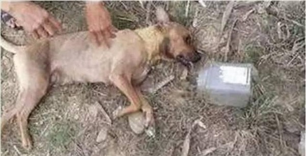 ▲▼中國一隻流浪狗因為被屁孩「塑膠罐套頭」缺氧而死。（圖／翻攝自狗糧大隊長微博）
