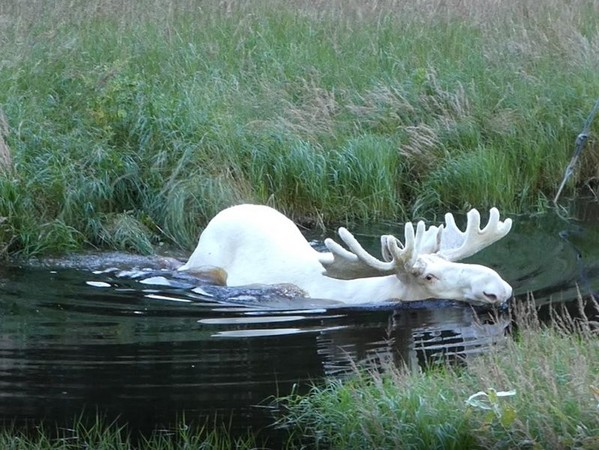 ▲全白的駝鹿在瑞典全境不到100頭。       。（圖／翻攝自臉書／Hans Nilsson）