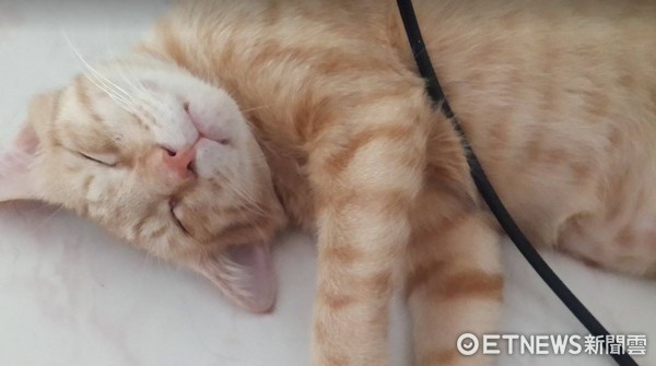 ▲橘貓「醃豆」睡在塌陷貓抓屋，肥美的身軀卡的完美。（圖／網友‎Joyce Liu提供，請勿隨意翻拍，以免侵權。）