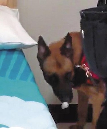 新北市警犬一口咬出枕頭下的棉球（仿爆裂物），若真的遇到爆裂物，人犬早已粉身碎骨，突顯平時訓練不夠紮實。（翻攝自上報）