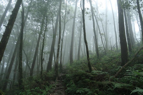 迷霧森林的最佳寫照。