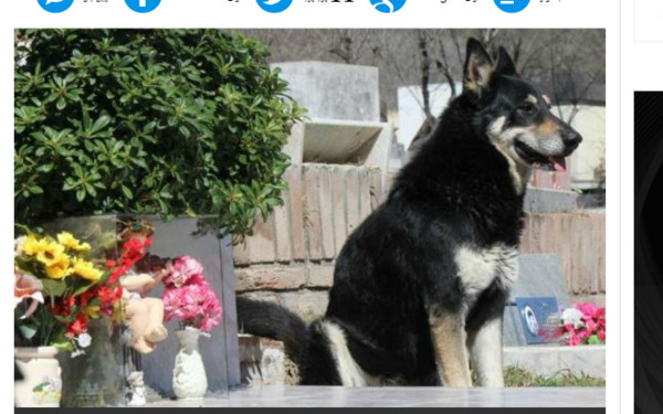 ▲▼阿根廷卡洛斯帕斯鎮（Villa Carlos Paz）一隻名叫Capitan的狗狗，守護主人墳墓11年。（圖／翻攝自《Cadena 3》）