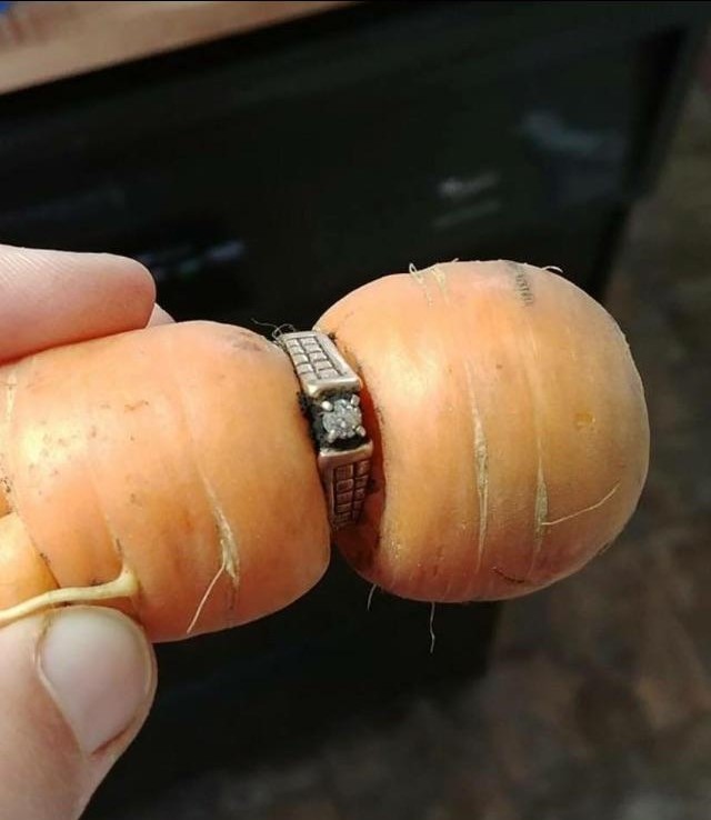 ▲▼弄丟13年的鑽戒，竟在田裡的紅蘿蔔上。（圖／翻攝自外網，cbc）