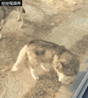▲▼山東德州動物園有一隻哈士奇混在狼群中。（圖／《齊魯網》）