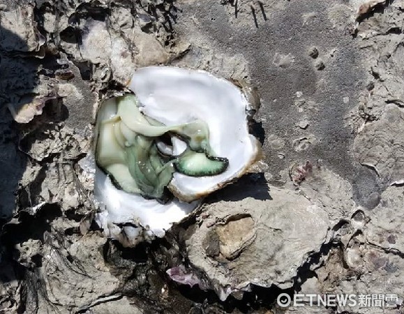 ▲桃園海岸綠牡蠣奇蹟　網友ｋｕ　ｓｏ越綠越貴。（圖／潘忠政提供）