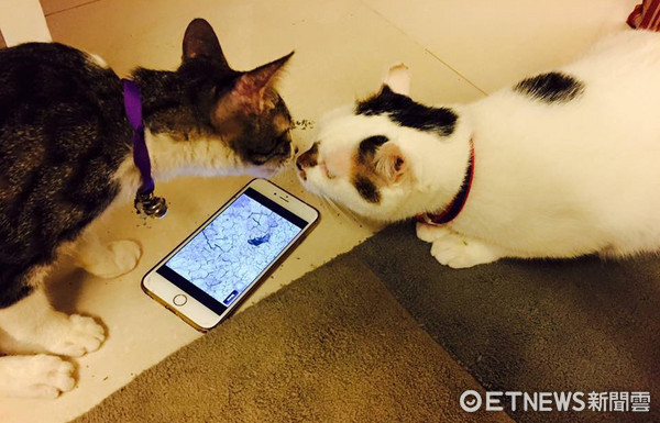 ▲最恨剃毛+吹風...妹妹全程看好戲 貓姐怒加料:呷賽啦!。(圖/網友徐美兒提供)