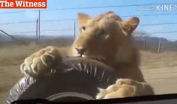 ▲▼ 南非一個野生動物園內，一頭獅子突然衝上車後的備胎，緊咬不放。（圖／翻攝自Youtube／One N Only）