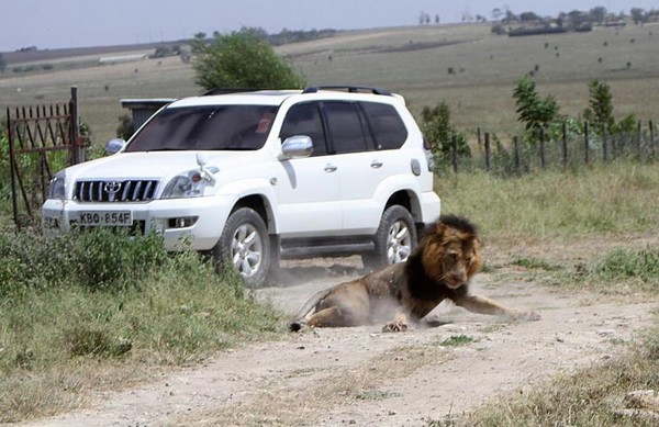 ▲▼ 南非一個野生動物園內，一頭獅子突然衝上車後的備胎，緊咬不放。（圖／示意圖／路透社）