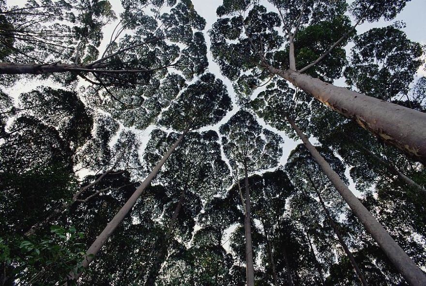 圖／翻攝http://www.boredpanda.com/crown-shyness-trees-avoid-touching/