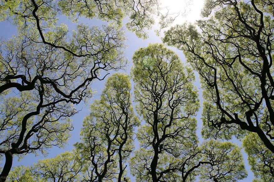 圖／翻攝http://www.boredpanda.com/crown-shyness-trees-avoid-touching/