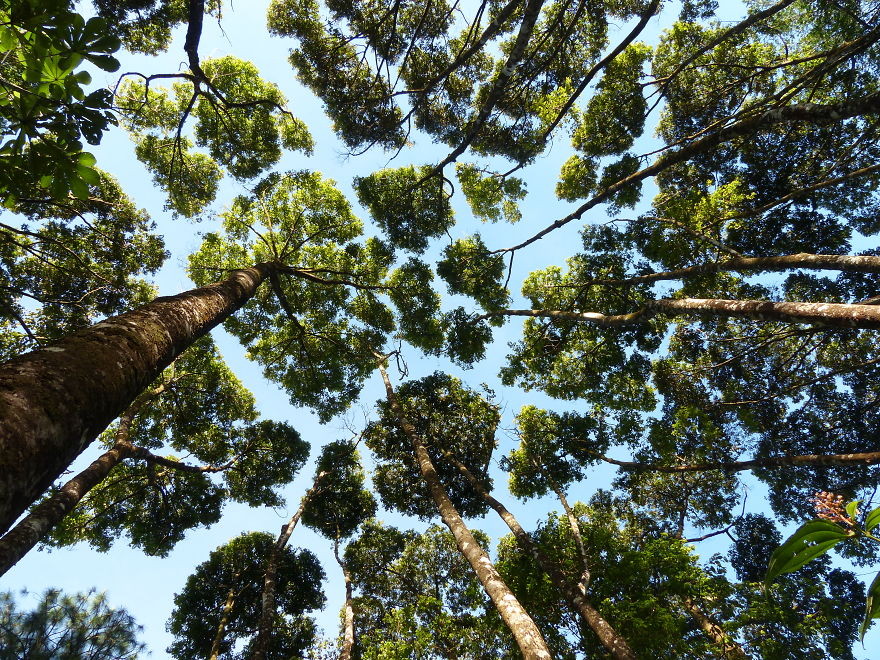 圖／翻攝http://www.boredpanda.com/crown-shyness-trees-avoid-touching/