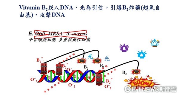 ▲光動力的殺菌機轉。（圖／記者林悅翻攝）