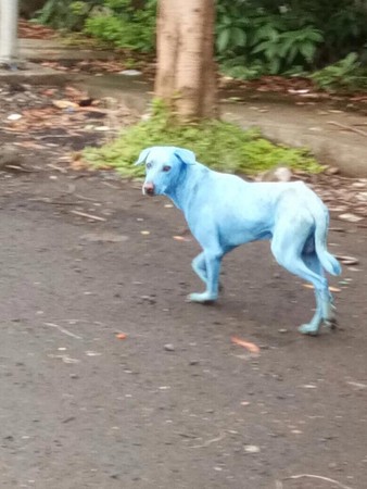 ▲藍色狗喝到工廠排放的有毒廢水，造成皮膚病變       。（圖／翻攝自facebook／Arati Chauhan）