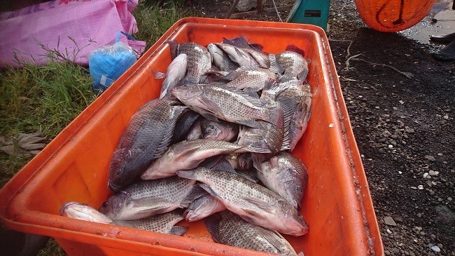 ▲每台斤３０元破盤價的台灣鯛只剩下一天可搶購。（圖／記者楊熾興攝）