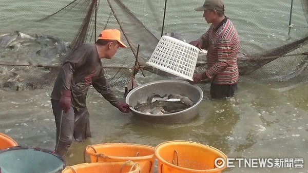 ▲▼每台斤３０元破盤價的台灣鯛只剩下一天可搶購。（圖／記者楊熾興攝）