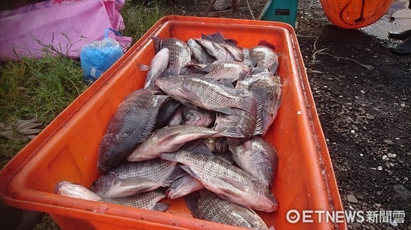 ▲▼每台斤３０元破盤價的台灣鯛只剩下一天可搶購。（圖／記者楊熾興攝）