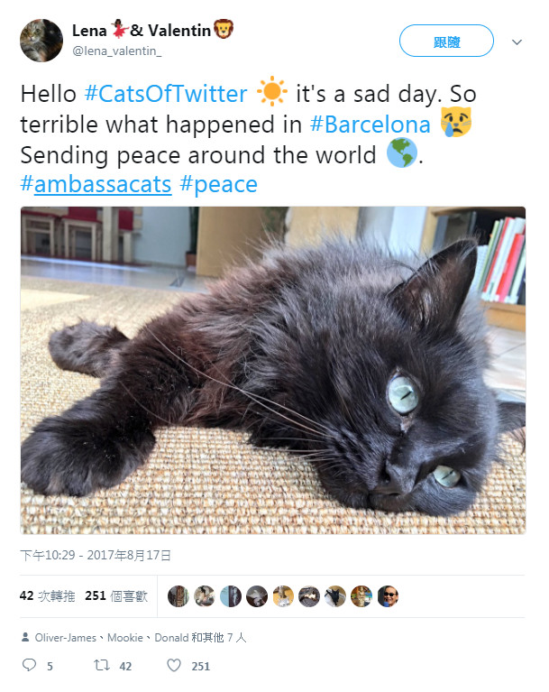 恐攻後推特湧入大量貓咪照？西班牙人：讓我想起世界曾經美好（圖／twitter）