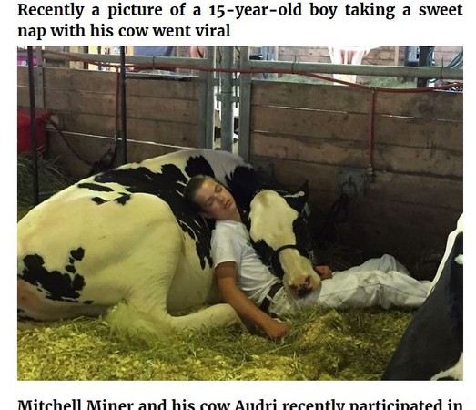 ▲男孩Mitchell Miner和母牛Audri依偎睡覺。 （圖／翻攝自《boredpanda》）