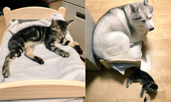 月月擠小貓床　肥臀「塞好塞滿」。（圖／翻攝自Twitter@xxhama2）