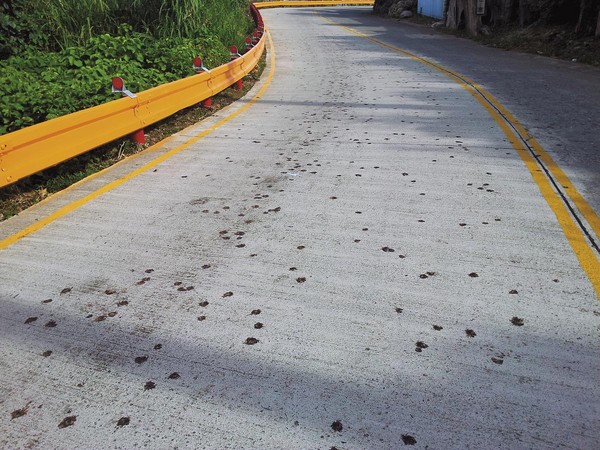 2014年，2247隻奧氏後相手蟹（陸蟹的一種）遭輾斃的畫面震驚台灣生態界。
