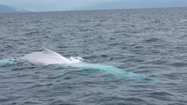 ▲遊客在澳洲賞鯨意外遇見米伽羅。（圖／翻攝自Youtube Manj Gallella。）