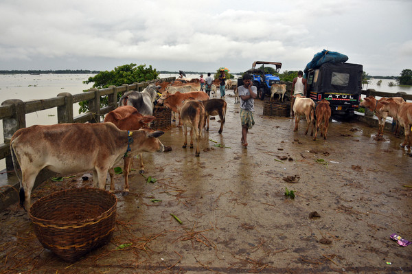▲▼南亞受季風氣候影響，導致導致印度、孟加拉、尼泊爾被水災肆虐。（圖／路透）