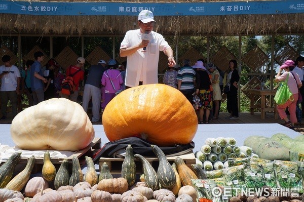 ▲桃園地景節南瓜和冬瓜競大，農友陳榮富與羅榮貴奪冠。（圖／記者楊淑媛攝）