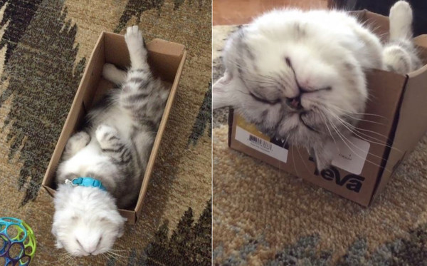 貓咪打瞌睡被發現，轉頭裝沒事。（圖／翻攝自Instagram@donut_the_persian）