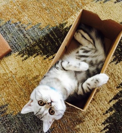 貓咪打瞌睡被發現，轉頭裝沒事。（圖／翻攝自Instagram@donut_the_persian）