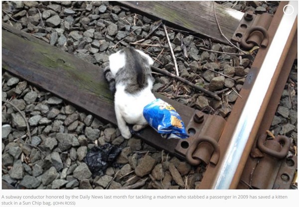 頭卡餅乾袋！小貓停在鐵軌走不出去　列車長急剎抱起牠（圖／翻攝自每日郵報）