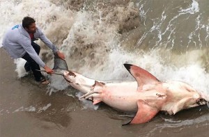 白鯊擱淺在沙灘死亡。