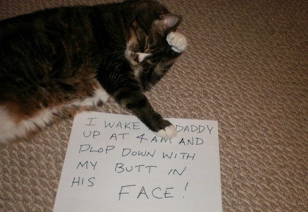 貓咪被上傳網路「公審」　罪狀：凌晨4點用屁屁蓋主人臉（圖／cat-shaming.tumblr.com/）