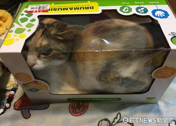▲貓咪將自己打包！裝滿塞好玩具盒。（圖／網友Lisin Kilang提供，請勿隨意翻拍，以免侵權。）