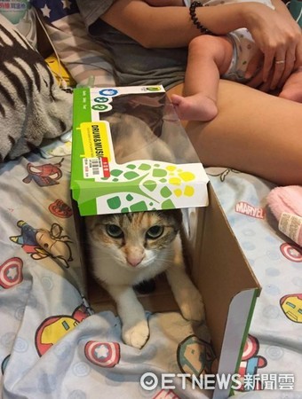 ▲貓咪將自己打包！裝滿塞好玩具盒。（圖／網友Lisin Kilang提供，請勿隨意翻拍，以免侵權。）