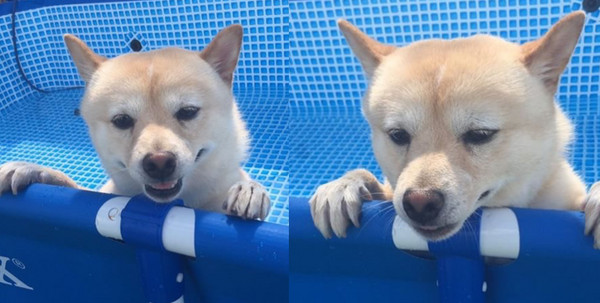 ▲潔癖柴犬游泳初體驗　堅持「抬手」不落地：水裡髒髒的。（圖／翻攝自Instagram:vital_mama）