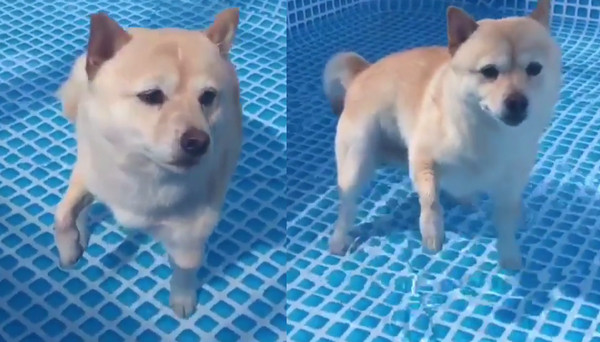 ▲潔癖柴犬游泳初體驗　堅持「抬手」不落地：水裡髒髒的。（圖／翻攝自Instagram:vital_mama）