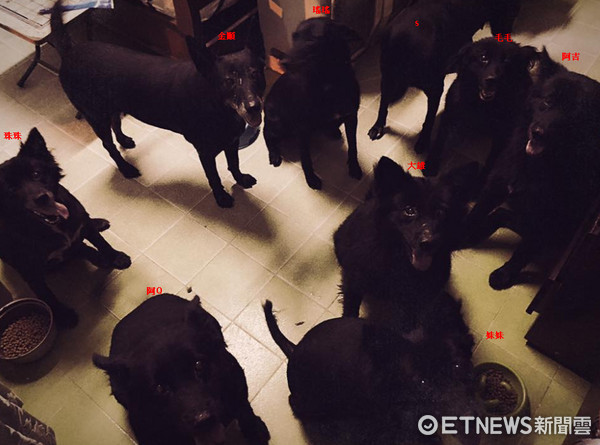 ▲黑狗的逼哀...幫9寶拍照變「影子軍團」　媽：我盡力了。（圖／網友Yun-Chyan Jang提供）