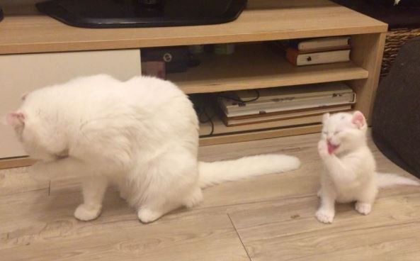▲同步洗臉的白貓母子Moly與Boki。（圖／翻攝自影片／Instagram／ameria33）