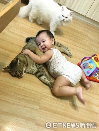 ▲寶寶看到貓哥哥就忍不住「黏上去」　這個枕頭好蘇胡～。（圖／臉書粉絲專頁「六貓保姆與7楓妹」提供）