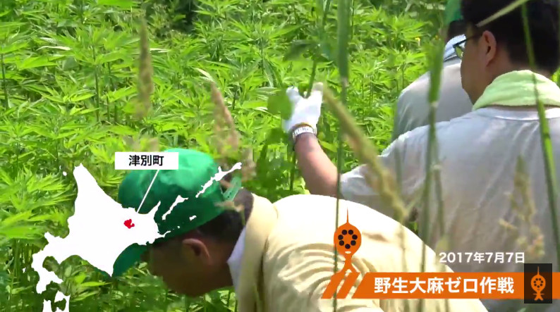 ▲北海道今年7月7日津別町進行野生大麻清除工作，大麻草長得跟人一樣高。（圖／翻攝自YouTube／道東テレビ）