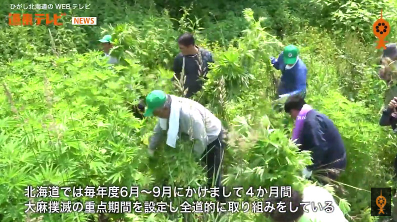 ▲北海道今年7月7日津別町進行野生大麻清除工作，大麻草長得跟人一樣高。（圖／翻攝自YouTube／道東テレビ）