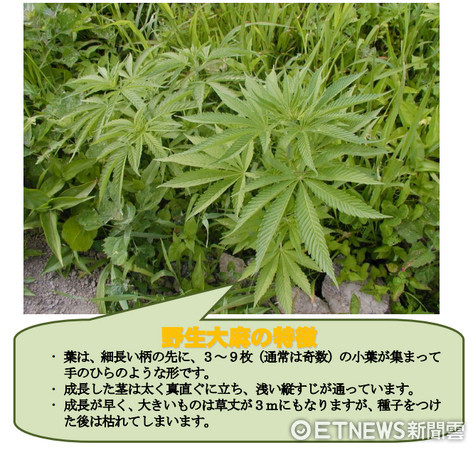 ▲北海道石狩振興局發動「野生大麻撲滅作戰實施」。（圖／翻攝自北海道石狩振興局保健環境部網站）