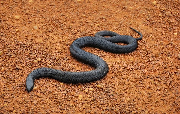 毒到1000萬年沒換過配方！「澳洲虎蛇毒液」煉出地表最強血清。(圖／取自Gizmodo)