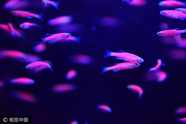 斑馬魚跟人類基因有87%同源性！「水中小白鼠」幫癌症患者試藥。（圖／CFP）