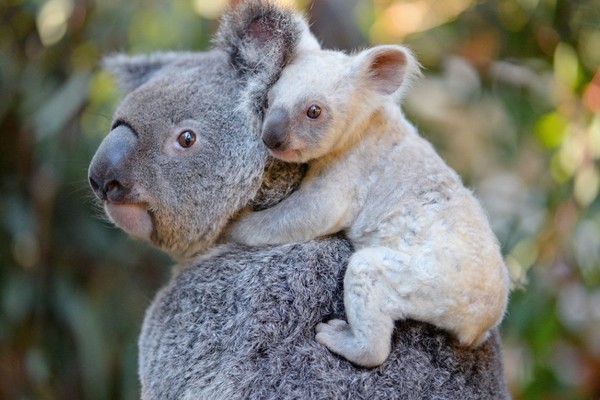 ▲▼澳洲動物園出現罕見的白色無尾熊。（圖／翻攝自推特Australia）