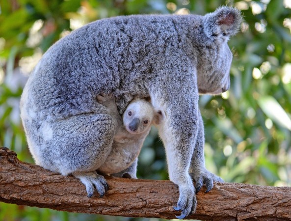 ▲▼澳洲動物園出現罕見的白色無尾熊。（圖／翻攝自推特Australia）