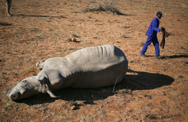 ▲▼南非網拍500公斤犀牛角。（圖／路透社）