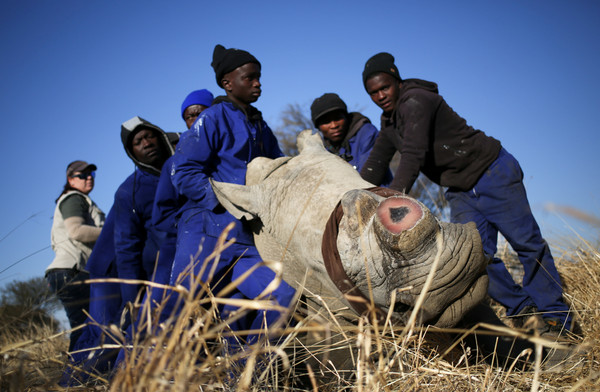 ▲▼南非網拍500公斤犀牛角。（圖／路透社）