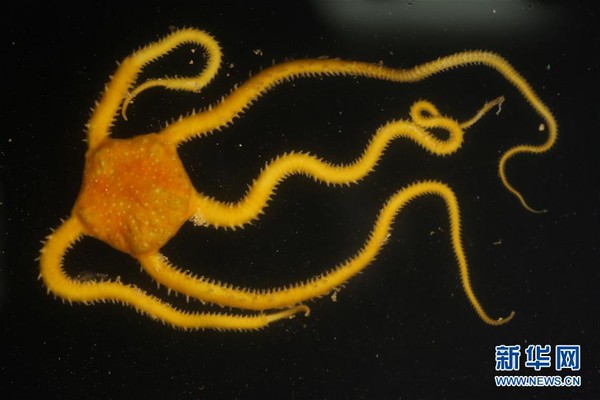 「科學號」下潛1200米深海，發現稀有橘色煙灰蛸屬章魚。（圖／翻攝自新華網）