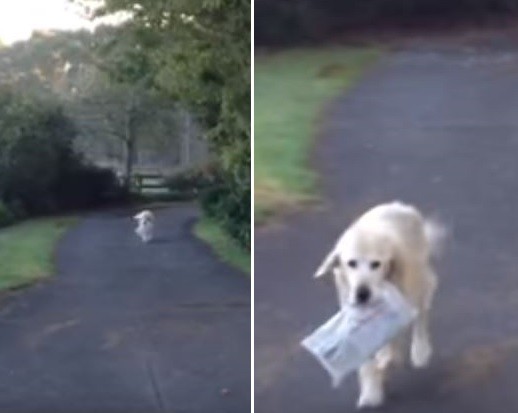 紐西蘭中犬送報10年，直到倒下的那天。（圖／取自YouTube／ViralHog）
